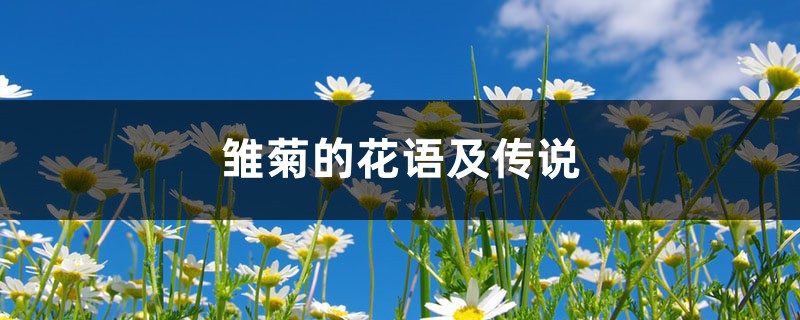 雏菊的花语及传说 – 花百科