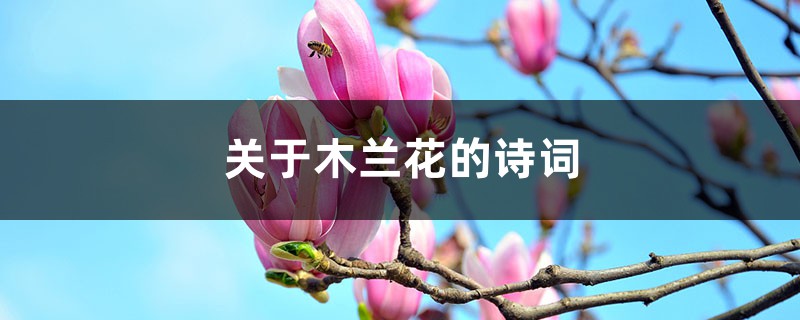 关于木兰花的诗词 – 花百科