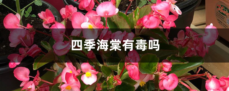 四季海棠有毒吗，怎样在家里养