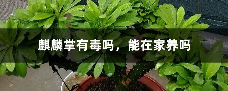 麒麟掌有毒吗,能在家养吗