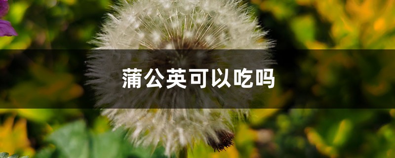 蒲公英可以吃吗，蒲公英怎样吃