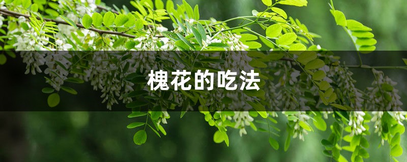 槐花的吃法