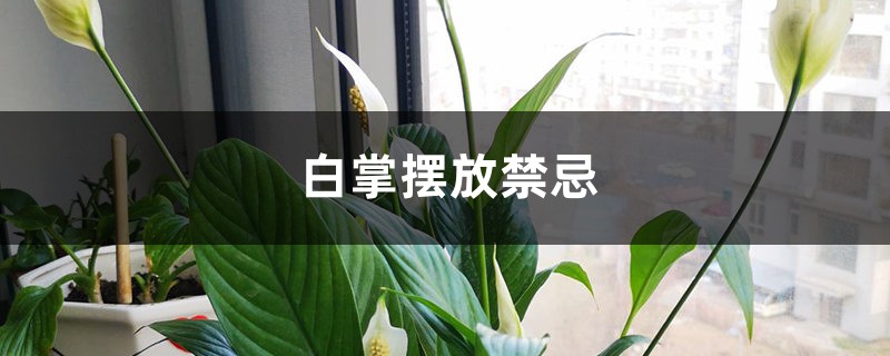 白掌摆放禁忌 – 花百科