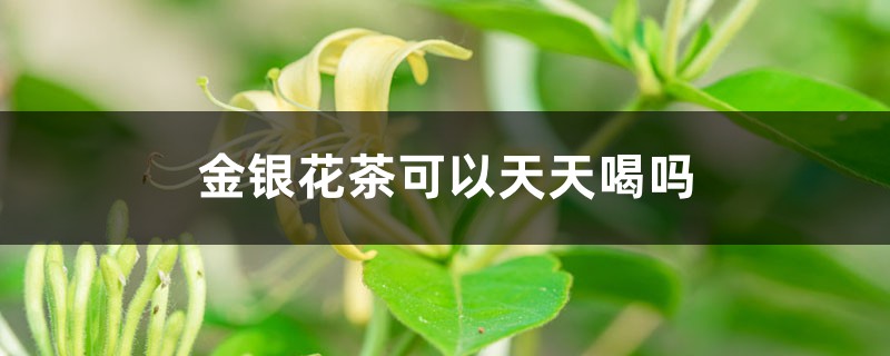 金银花茶怎样泡，可以天天喝吗