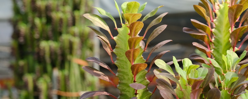 镇宅辟邪什么绿植最好，什么植物招财挡煞气