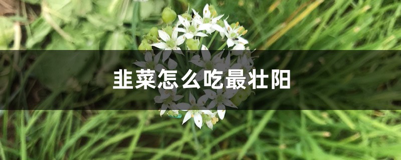 韭菜怎样吃最壮阳，韭菜如何保存