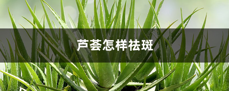 芦荟怎样祛斑，芦荟可以治痘痘吗