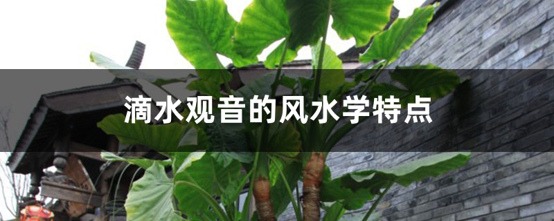 滴水观音的风水学特点