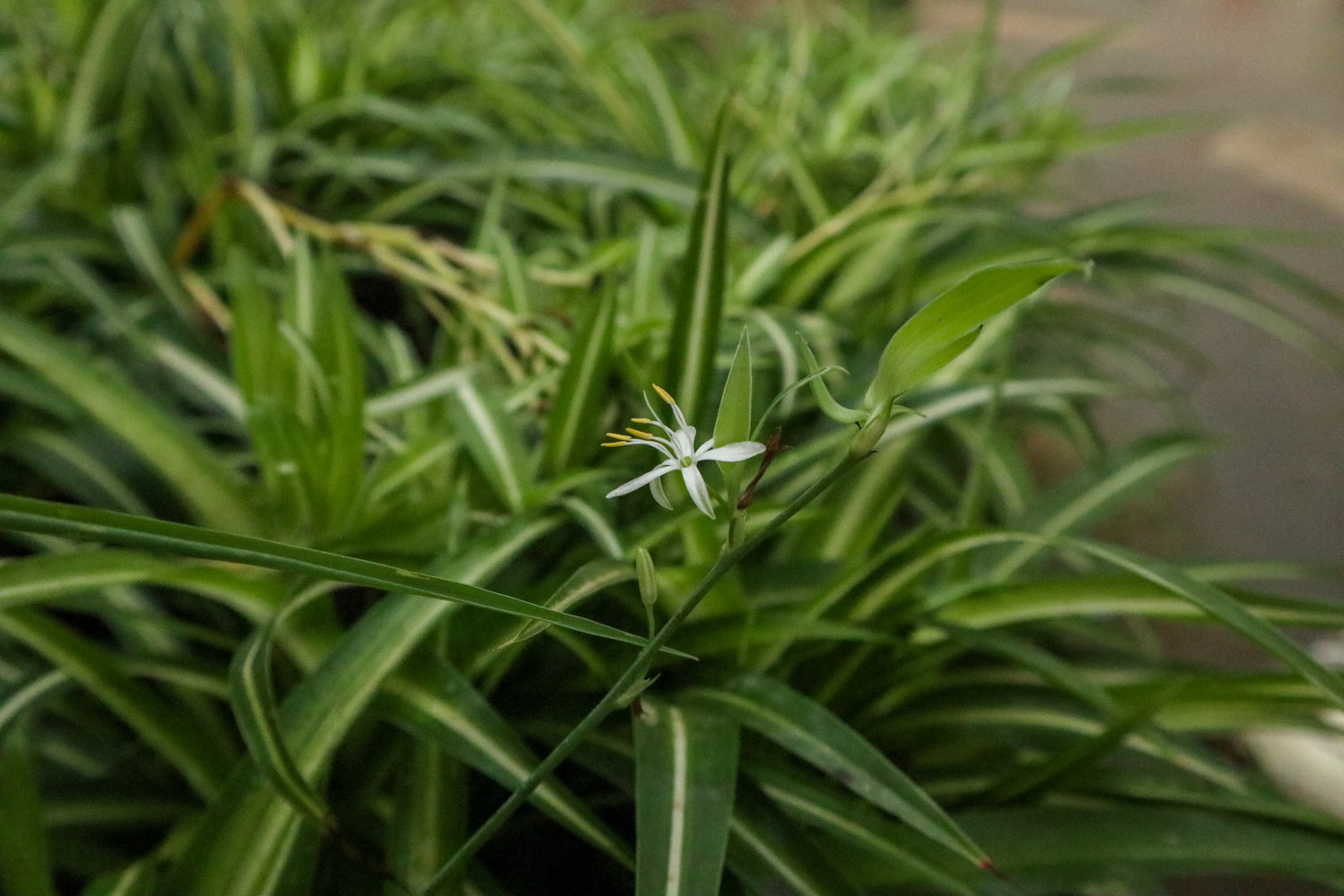 吊兰开花是好预兆吗