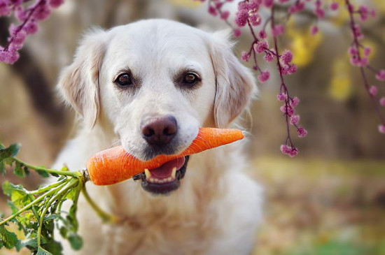 牧羊犬吃什么食物