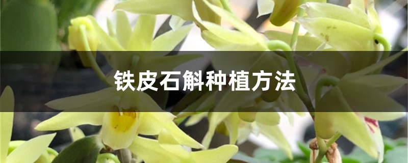 铁皮石斛种植方法，铁皮石斛怎样养