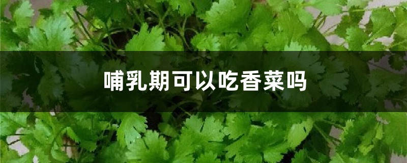 哺乳期可以吃香菜吗，孕妇可以吃吗