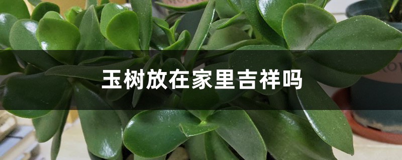 玉树放在家里吉祥吗