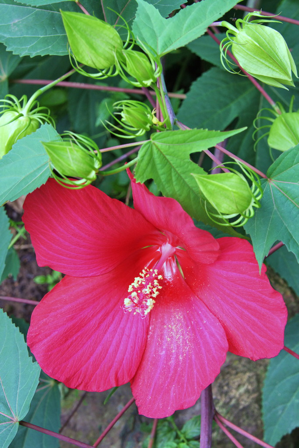 木芙蓉花什么时候开花