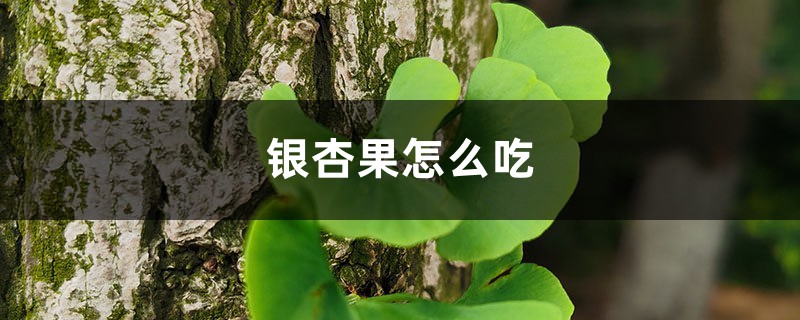 银杏果怎样吃，银杏果多少钱一斤