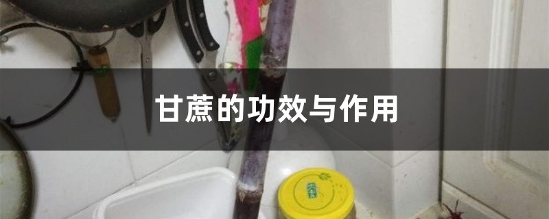 甘蔗的功效与作用，吃甘蔗有什么好处