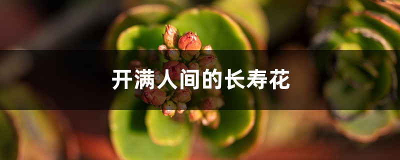 开满人间的长寿花 – 花百科