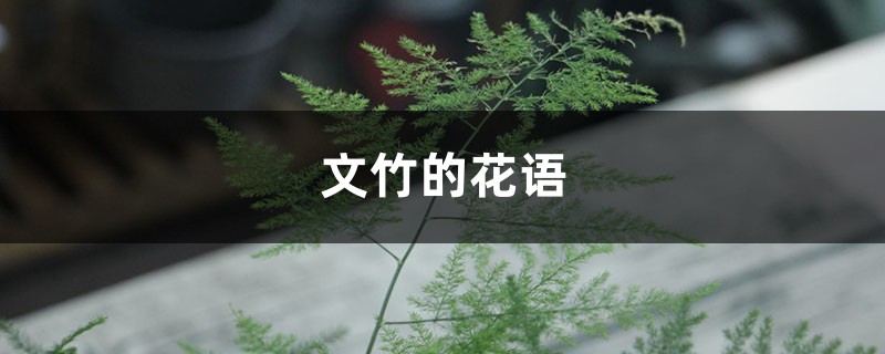 文竹的花语，文竹图片