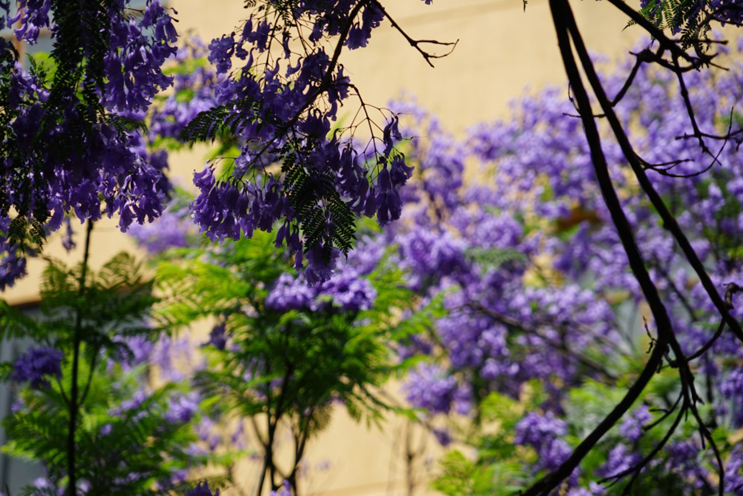 蓝花楹的花语