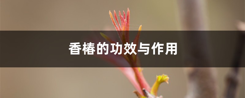 香椿的功效与作用