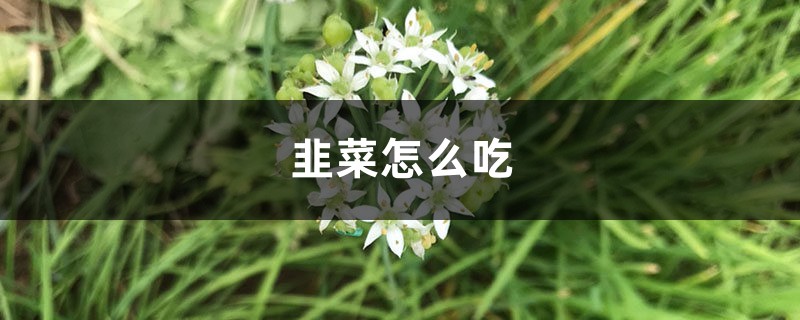 韭菜怎样吃，吃韭菜的好处