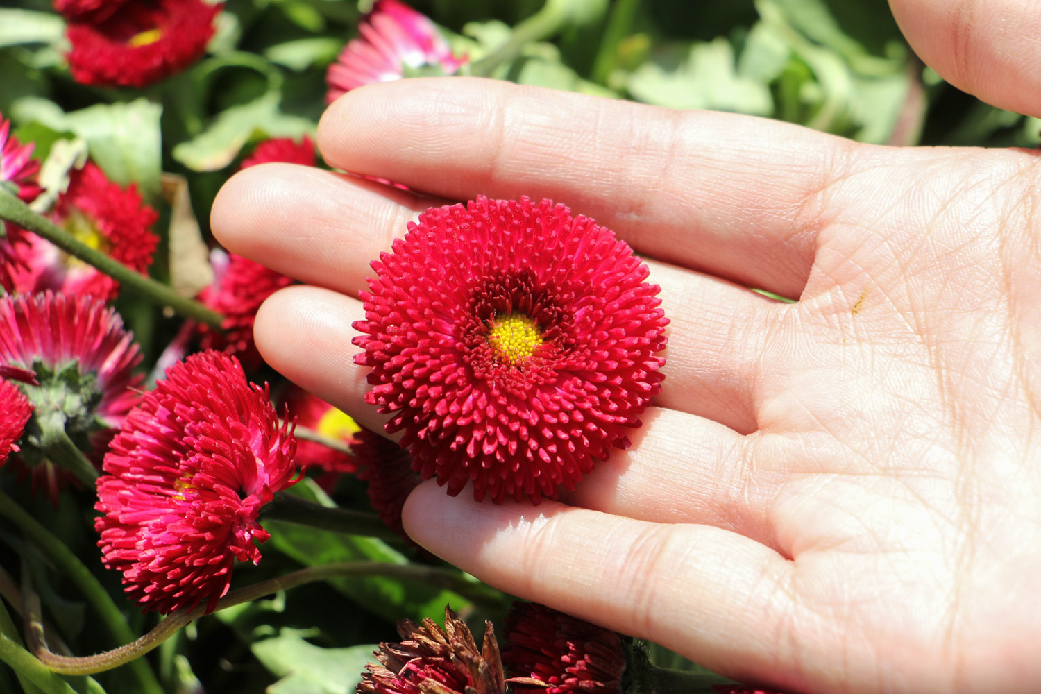 雏菊的花语及传说 – 花百科