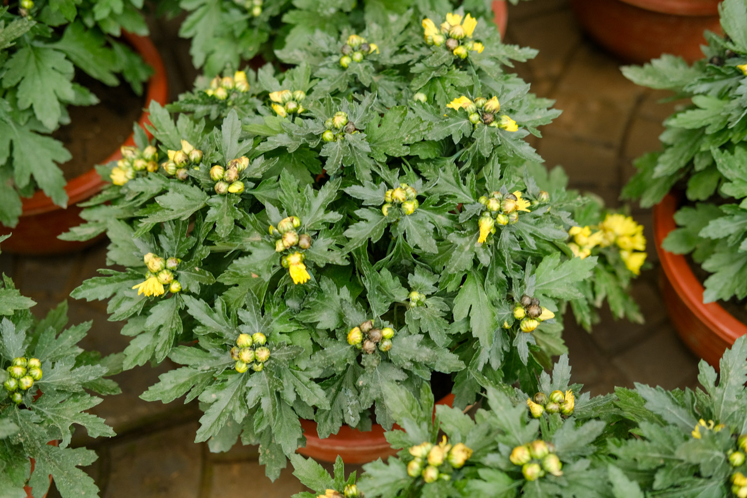 菊花的特点是什么，菊花的形状