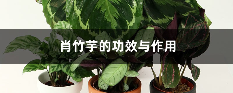 肖竹芋的功效与作用