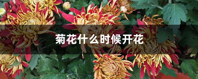 菊花什么时候开花，菊花的图片