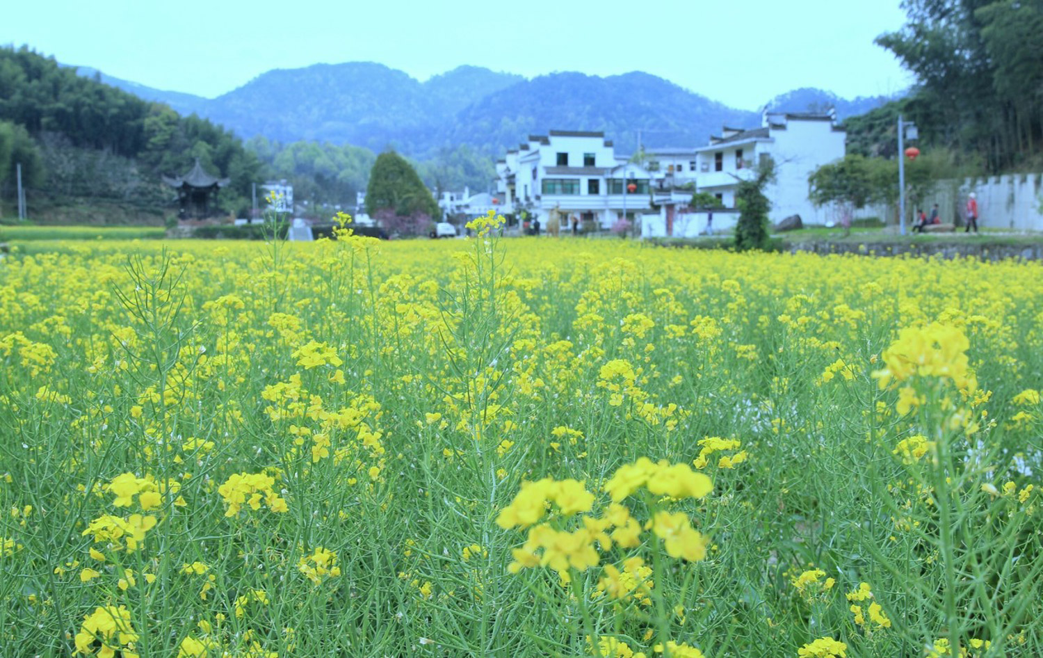 中国著名油菜花赏花地点