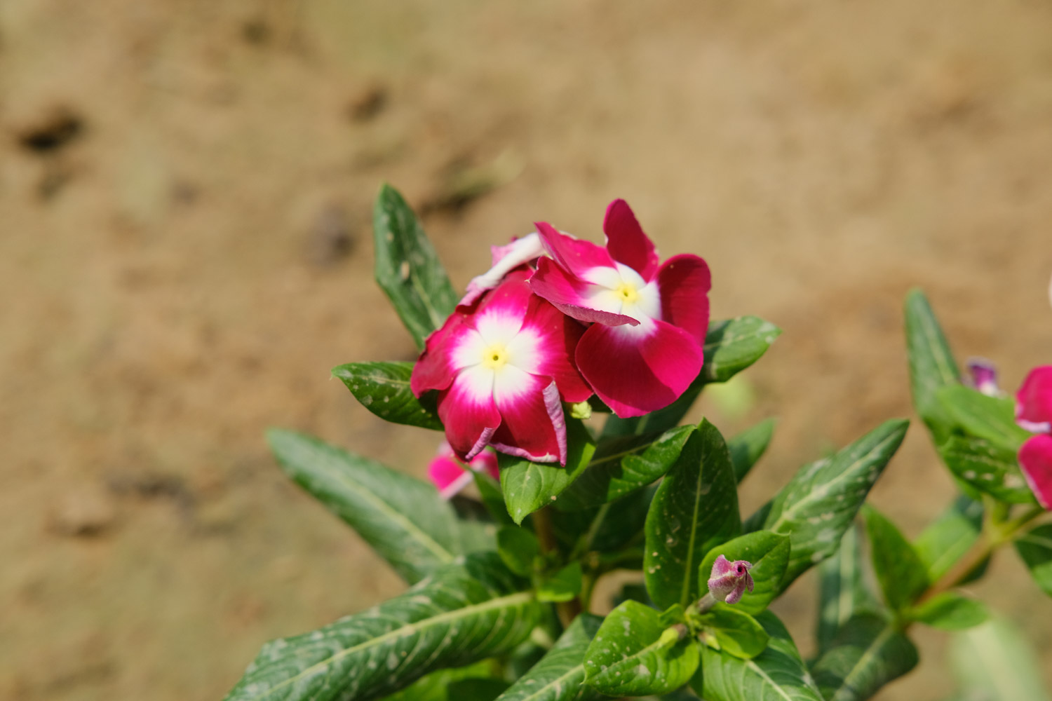 长春花适合室内养吗