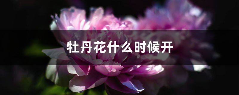 牡丹花什么时候开