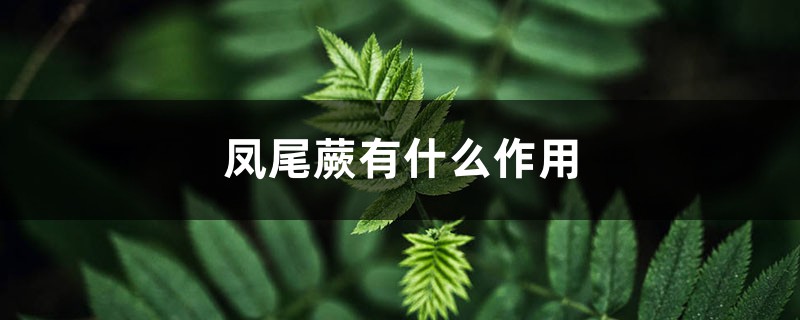 凤尾蕨有什么作用