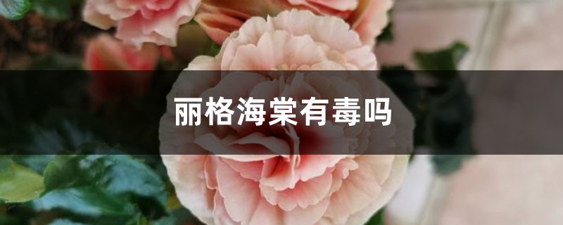 丽格海棠有毒吗