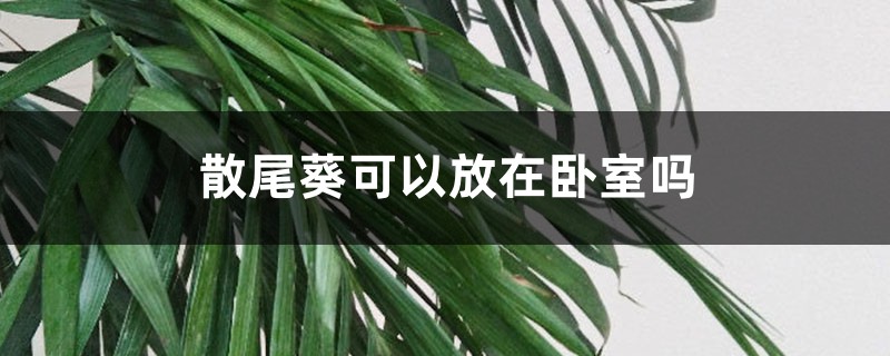 散尾葵可以放在卧室吗