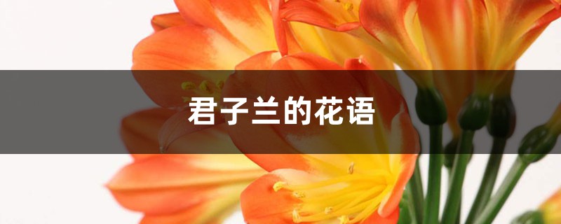 君子兰的花语