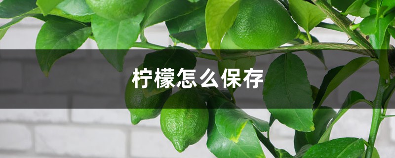 柠檬怎样保存