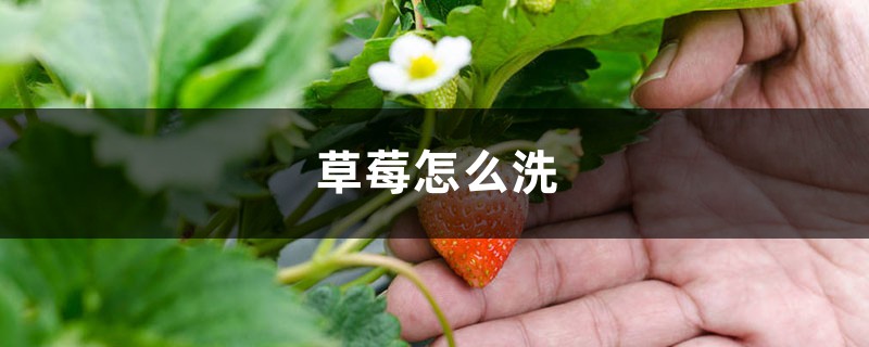 草莓怎样洗