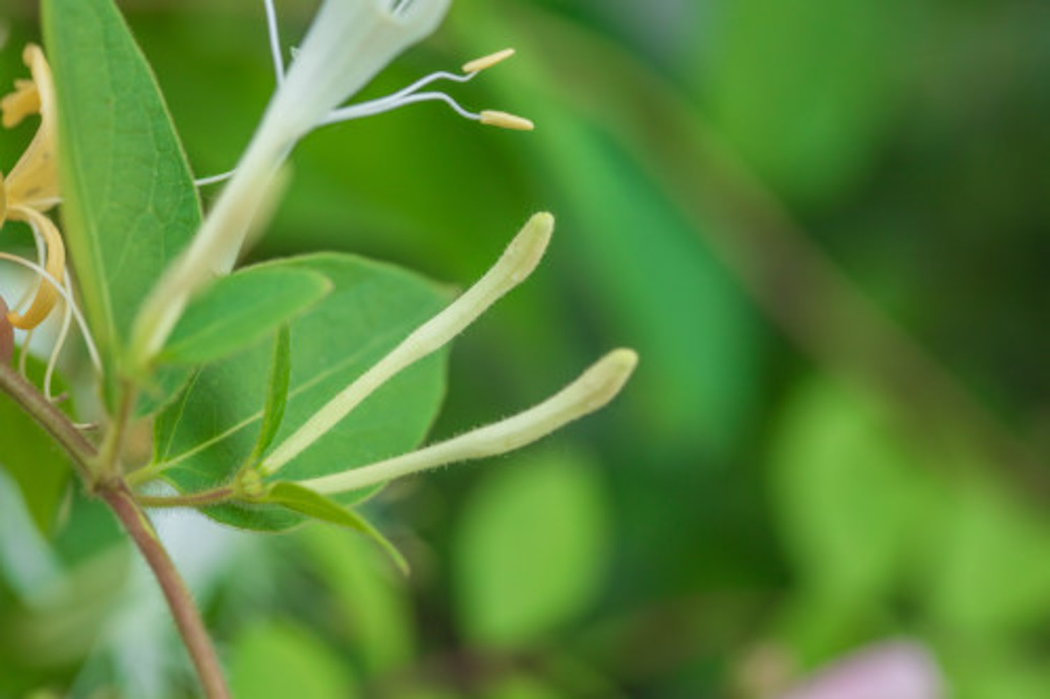 金银花茶的功效、作用与副作用