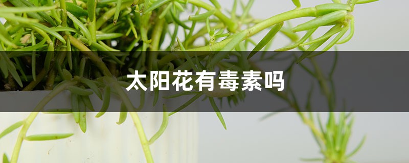 太阳花有毒素吗，太阳花有什么作用