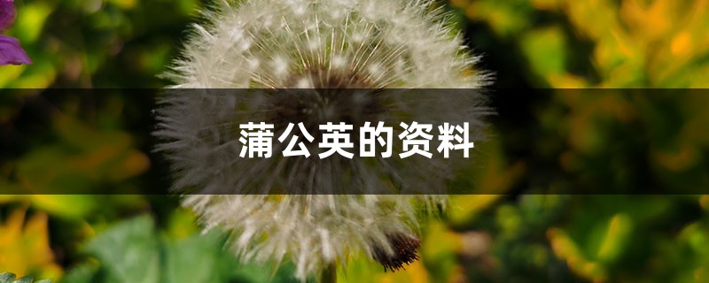 蒲公英的资料，蒲公英图片