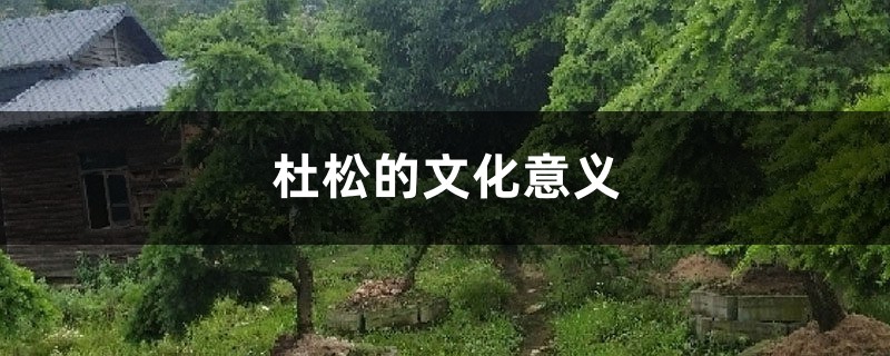 杜松的文化意义