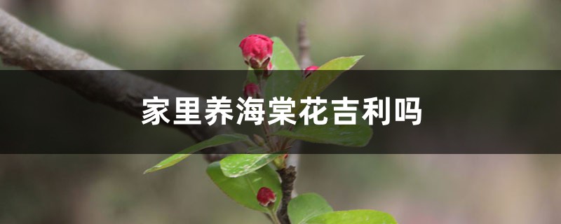 家里养海棠花吉利吗，家里养什么花不吉利