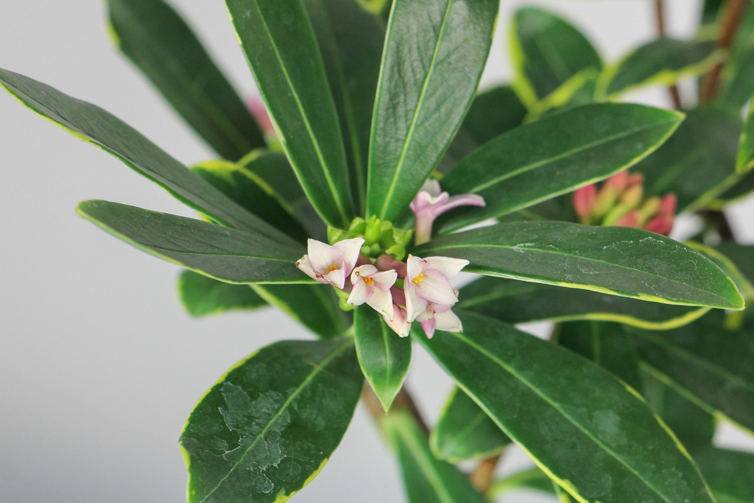 瑞香花放室内有毒吗