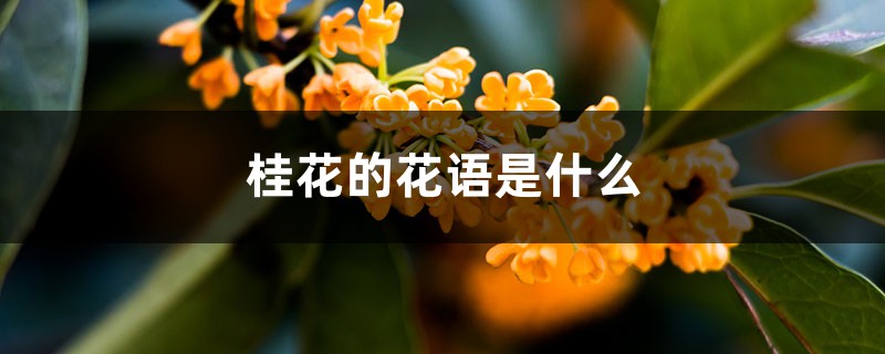 桂花的花语是什么