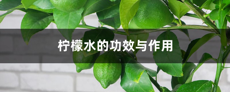 柠檬水的功效与作用