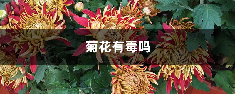 菊花有毒吗