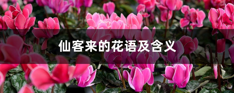 仙客来的花语及含义