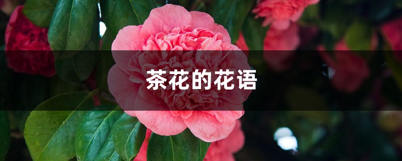 茶花的花语