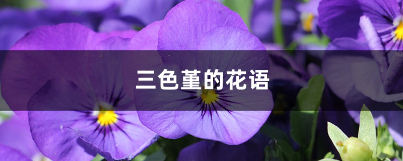 三色堇的花语